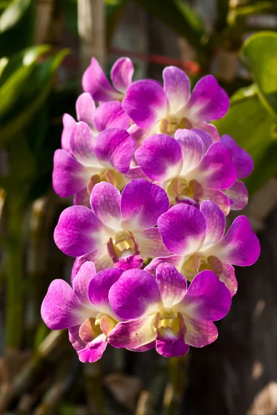 Schöne lila Orchidee — Stockfoto