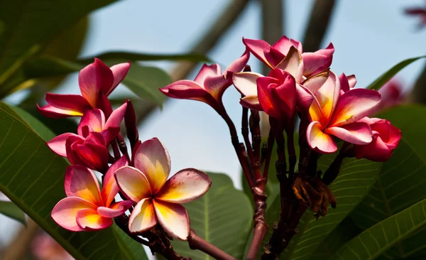 Keře, květiny plumeria — Stock fotografie