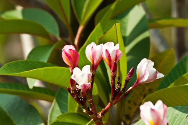 Frangipani, Plumeria flores — Fotografia de Stock