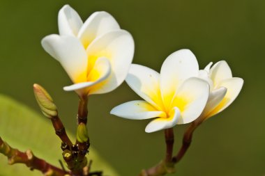 Frangipani, plumeria çiçekler