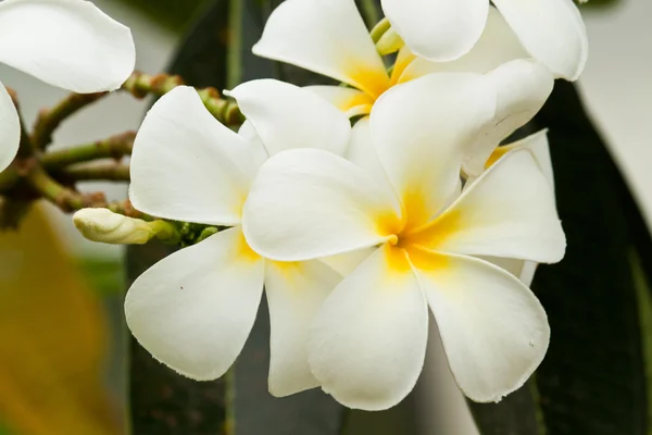 Hermosas flores de primavera — Foto de Stock