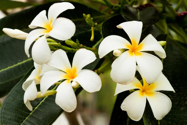 Hermosas flores de primavera —  Fotos de Stock