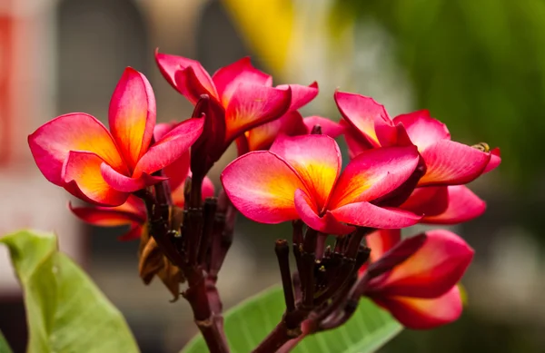 Beautiful spring flowers — Stock Photo, Image