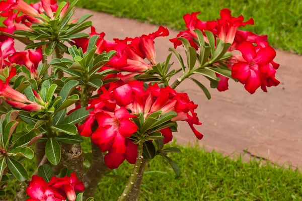 Hermosas flores de primavera —  Fotos de Stock