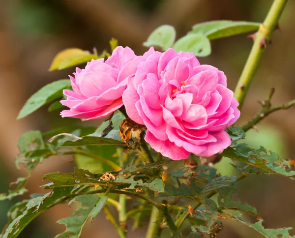 Schöne rosa Rose — Stockfoto