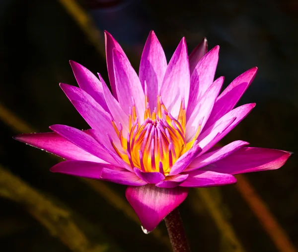 Lotus på floden — Stockfoto