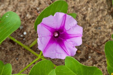 Güzel bahar çiçekleri