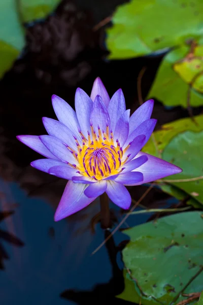 Lotus op de rivier — Stockfoto