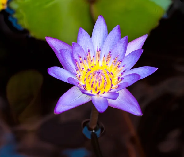 Lotus på floden — Stockfoto