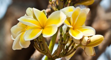 Frangipani, plumeria çiçekler