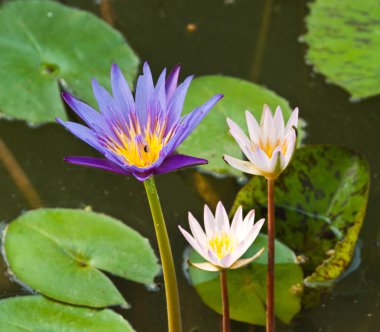 Lotus Nehri üzerinde