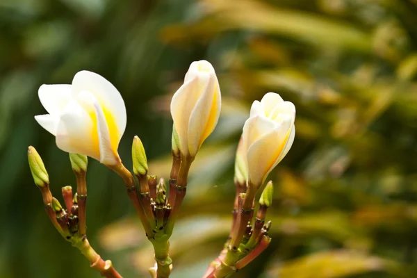 Frangipani, plumeria blommor — Stockfoto