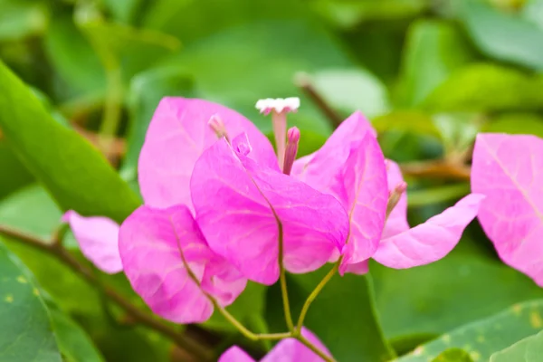 Ein Bündel Bougainvillea — Stockfoto