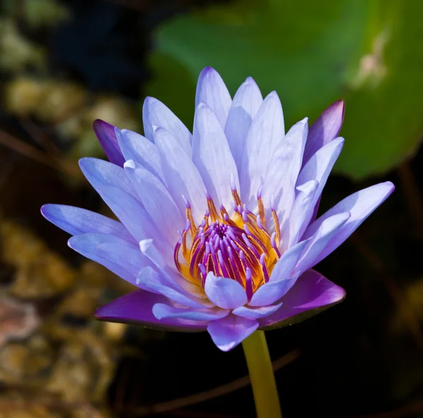 Lotus op de rivier — Stockfoto