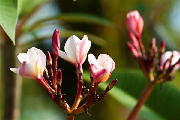 Frangipani, Fiori di Plumeria — Foto Stock