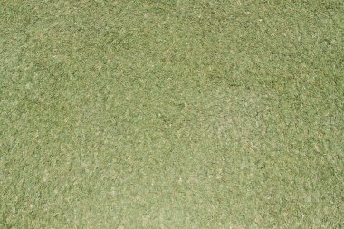 Güzel yeşil çimen dokusu