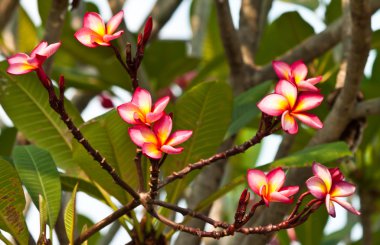 Frangipani, plumeria çiçekler
