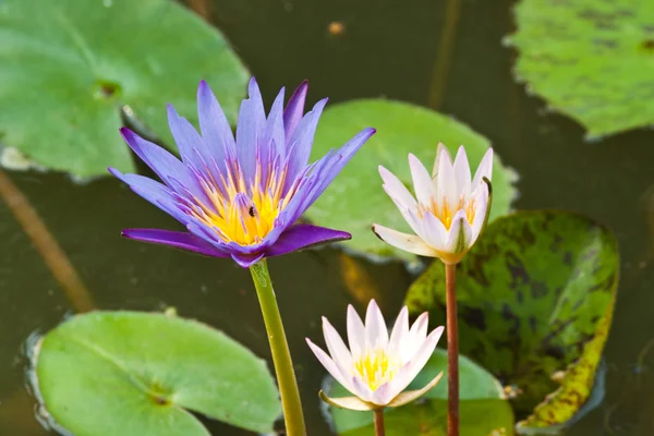 Lotus på floden — Stockfoto