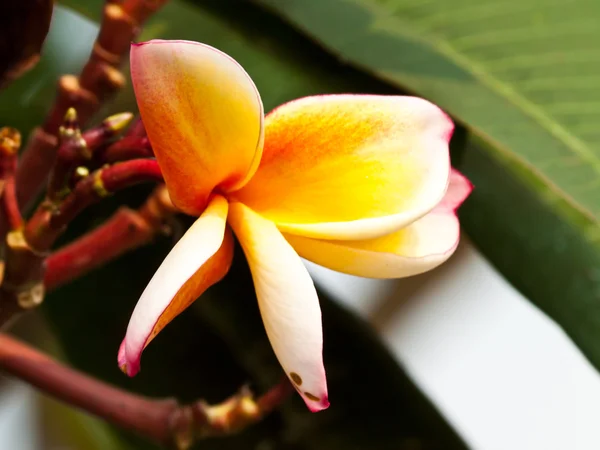 Keře, květiny plumeria — Stock fotografie