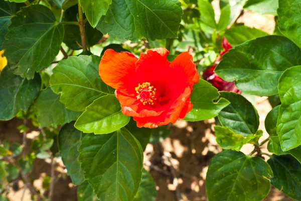 Red hibiscus flower — Stock Photo, Image