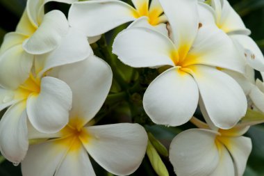 Frangipani, plumeria çiçekler