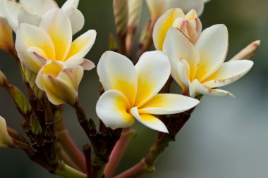 Frangipani, plumeria çiçekler