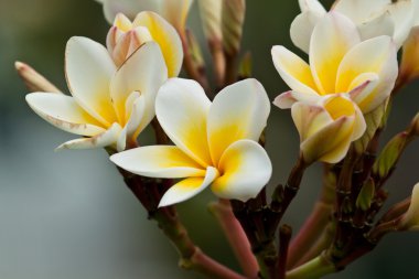 Frangipani, plumeria çiçekler