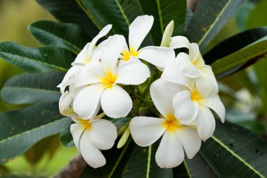 Frangipani, plumeria çiçekler