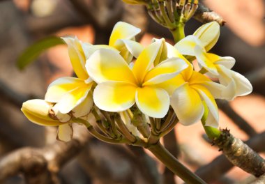 Frangipani, plumeria çiçekler