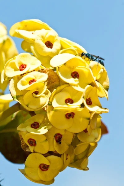 Euphorbia milli — Stock Photo, Image