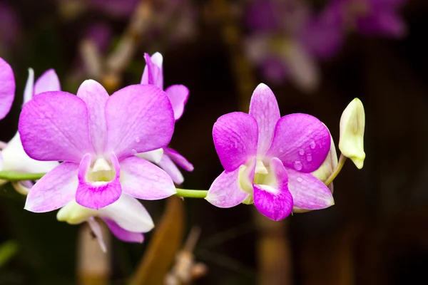 Piękny storczyk purpurowy — Zdjęcie stockowe