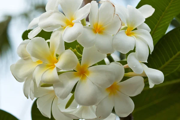 Keře, květiny plumeria — Stock fotografie