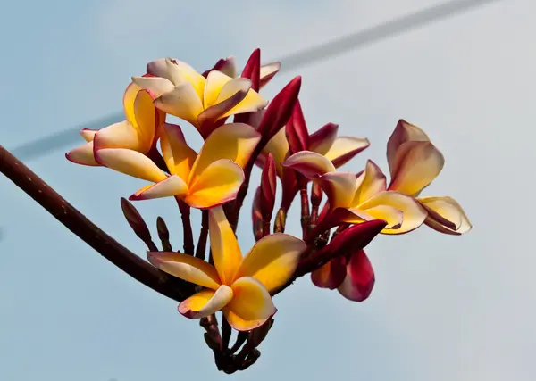 赤素馨花、 鸡蛋花 — 图库照片