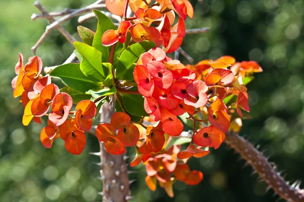 Euphorbia milli — Stock Photo, Image