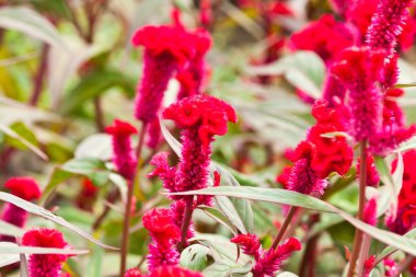 Güzel bahar çiçekleri