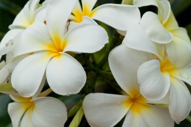 Frangipani, plumeria çiçekler