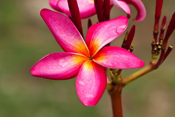 Frangipani, plumeria blommor — Stockfoto