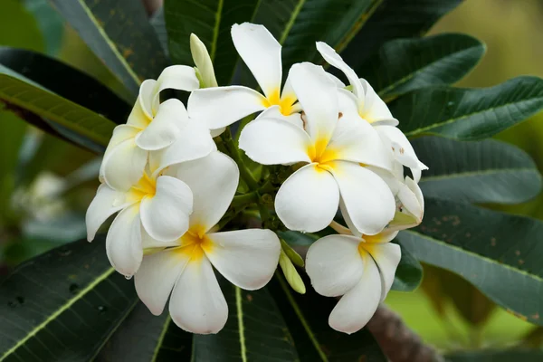 Frangipani, квіти Живці квітів — стокове фото