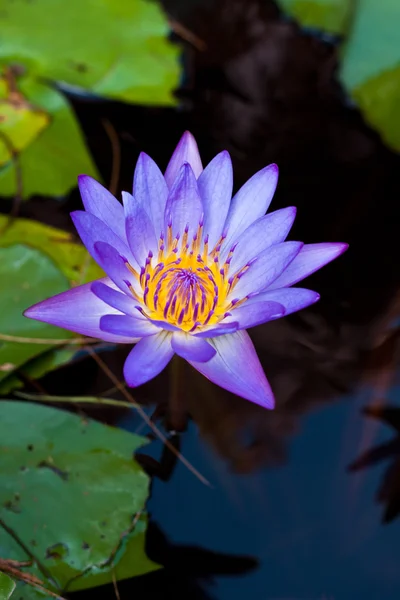 Lotus sur la rivière — Photo