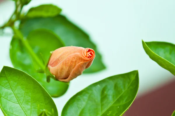 Schöne Frühlingsblumen — Stockfoto