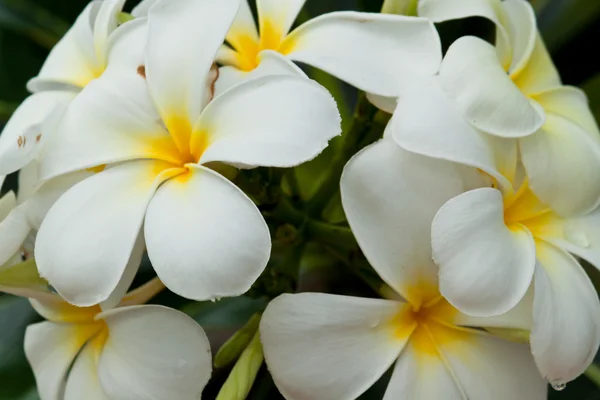 Frangipani, Flores de Plumeria — Foto de Stock