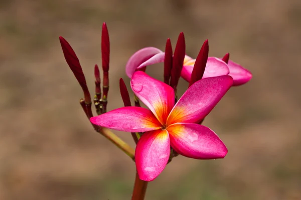 Frangipani, Pflaumenblüten — Stockfoto