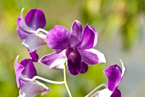 Mooie paarse orchid — Stockfoto