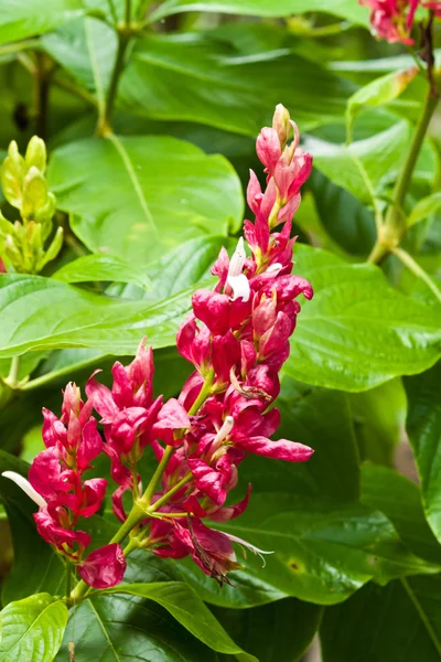 Belles fleurs printanières — Photo