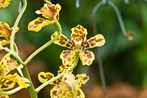 Krásné fialové orchideje — Stock fotografie