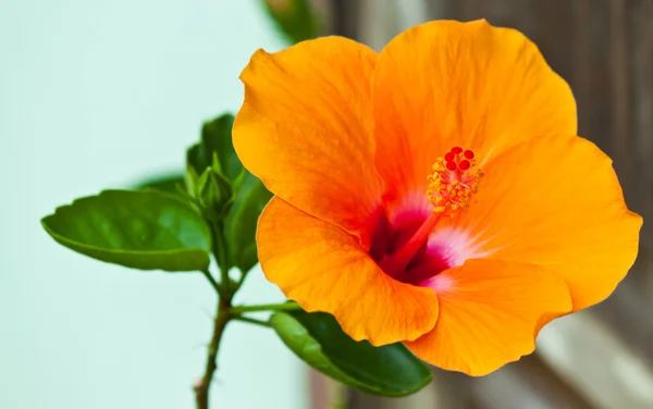 Schöne Frühlingsblumen — Stockfoto