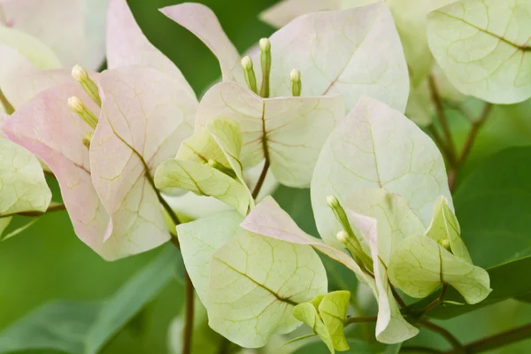 Un bouquet de bougainvilliers — Photo