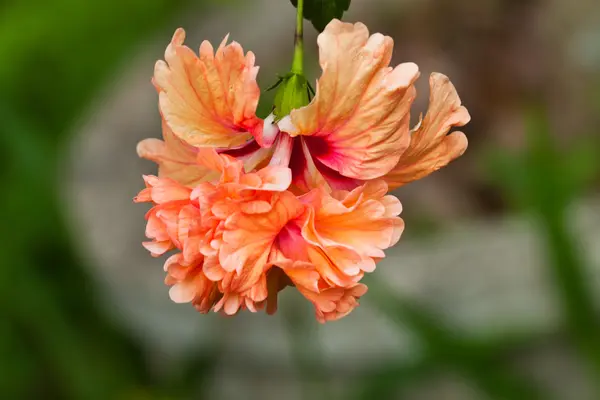 Lindas flores de primavera — Fotografia de Stock