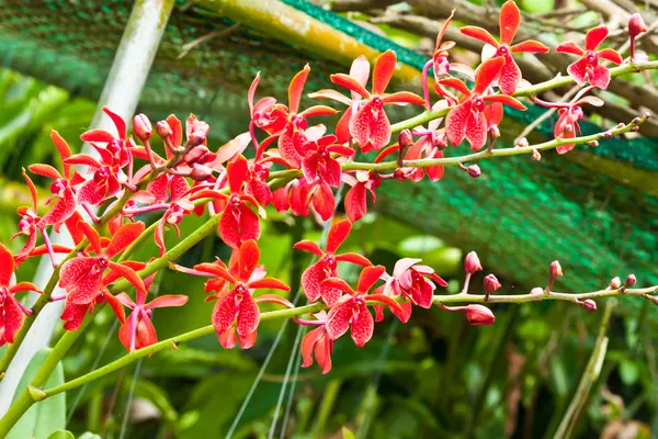 Belle orchidée pourpre — Photo