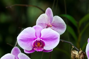 güzel mor orkide